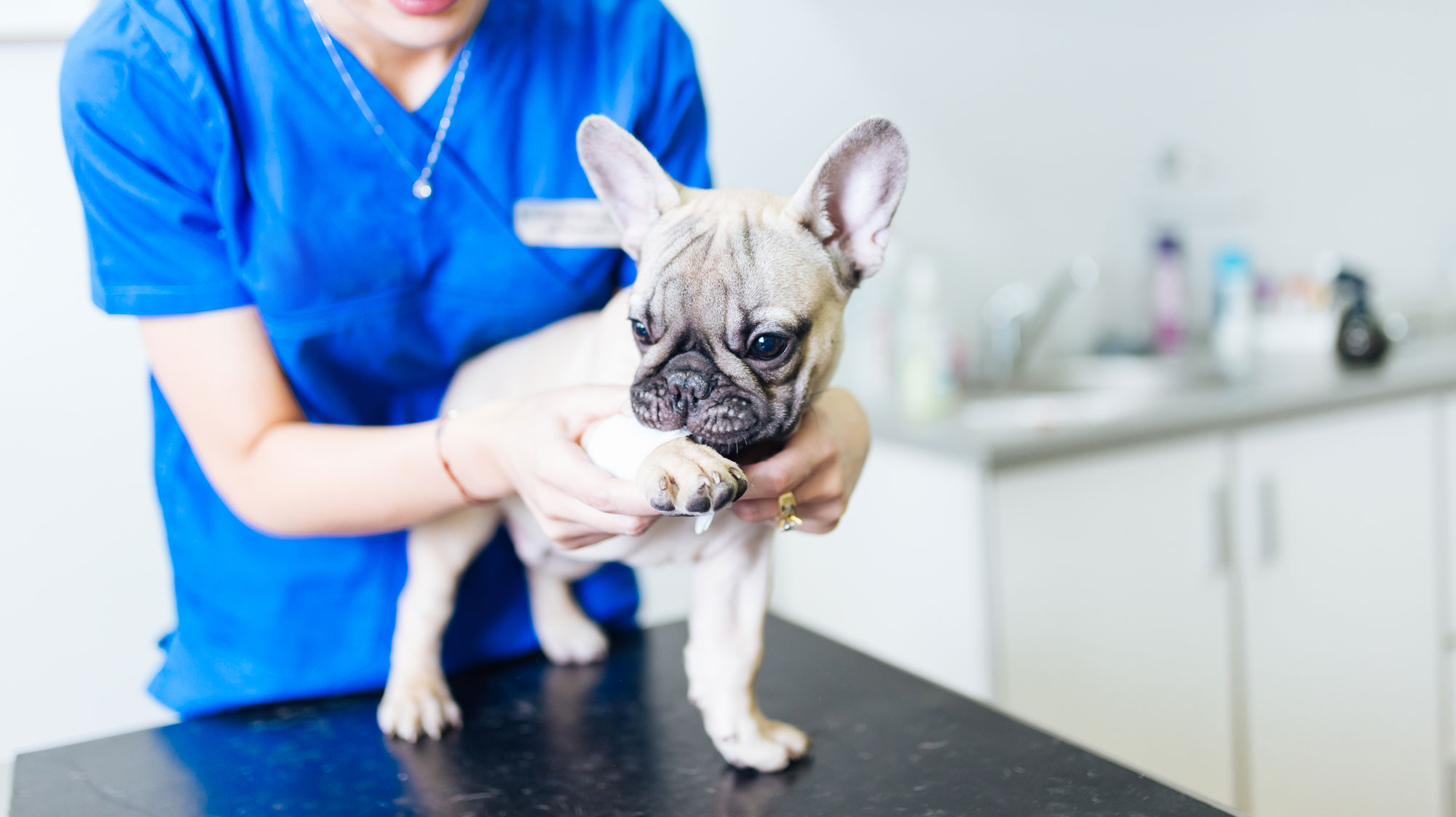 dog at vet